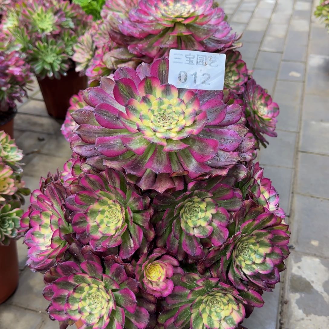 善***言多肉植物012维纳斯