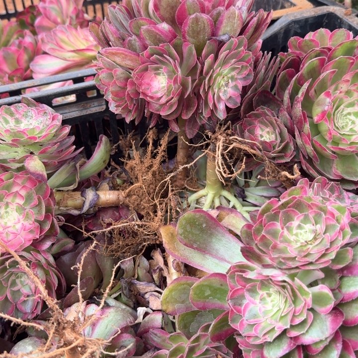孔雀翎捧花啊啊啊啊