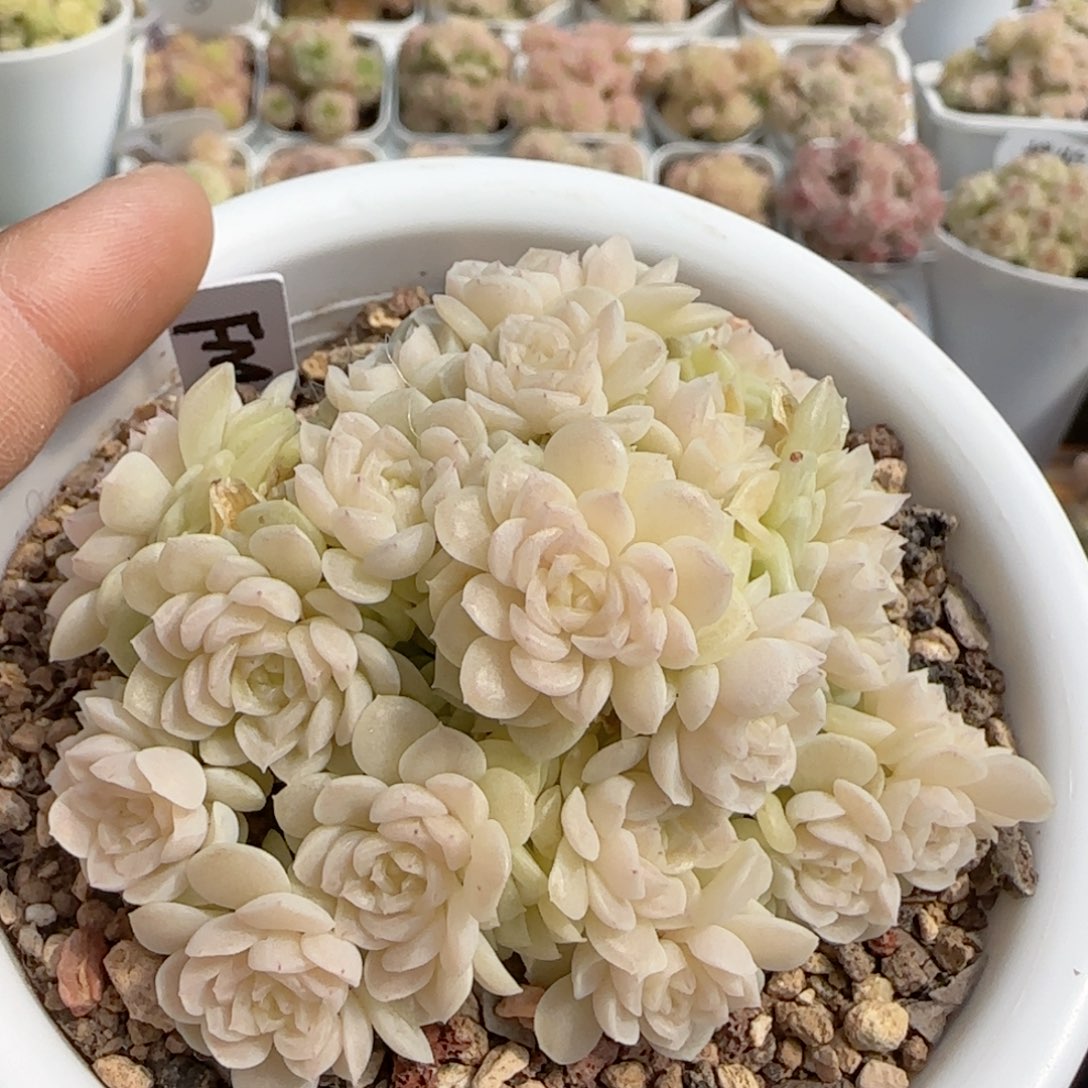 【闪购商品】0220-104（fm-74）