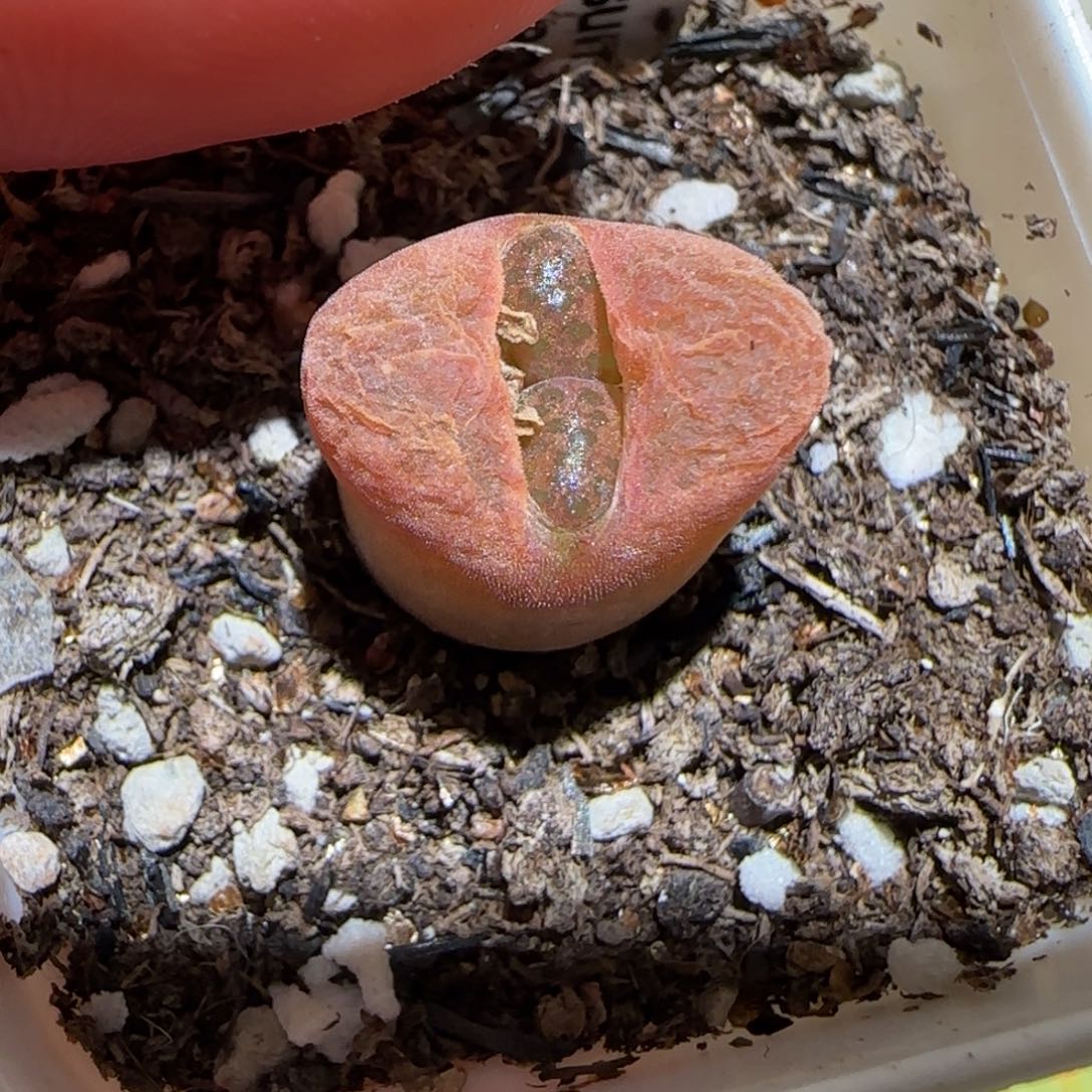 肉锥多肉植物百科-蛋糕1119