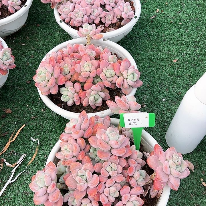 8.75红洛神一个多肉