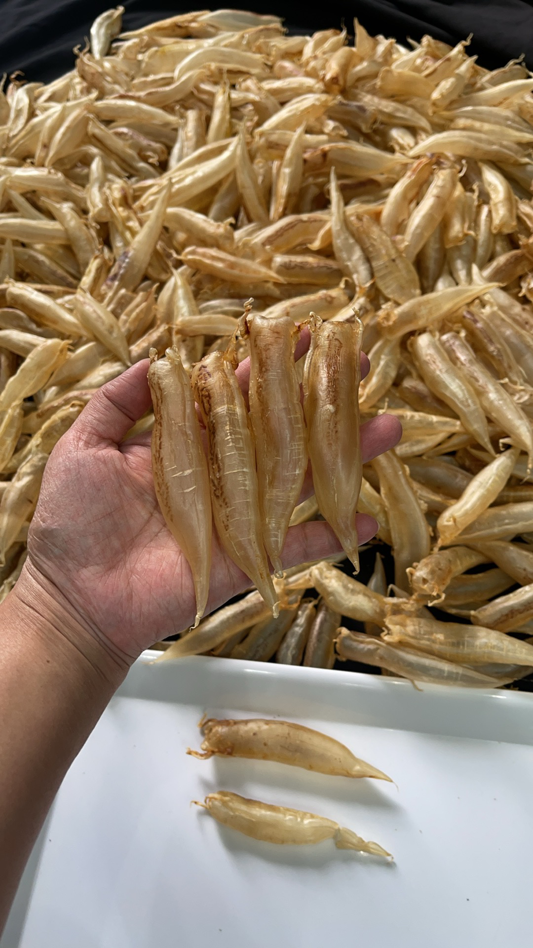 【忠盛滋补品】广东汕头南澳北海胶