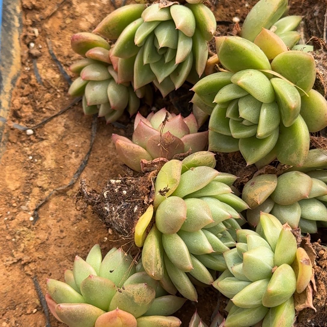 31-55冰玉杂交东云绿菜十五颗量拍中门右二