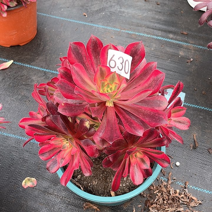 美杜莎630法师多肉