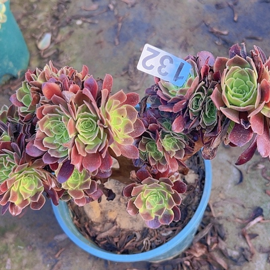 幸***天多肉植物一个欧嘉莉追