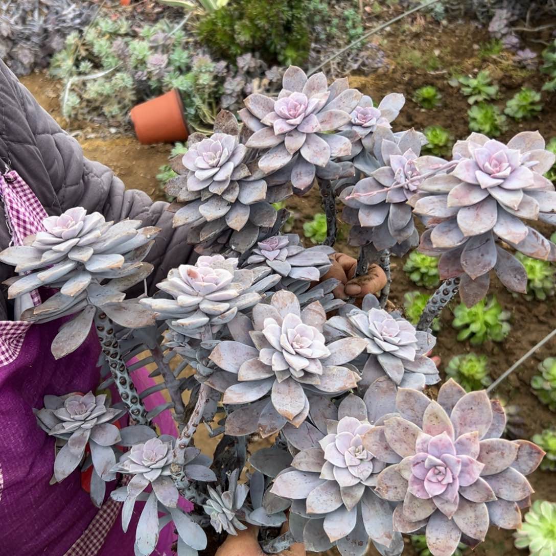 多肉们四座无言星欲稀我