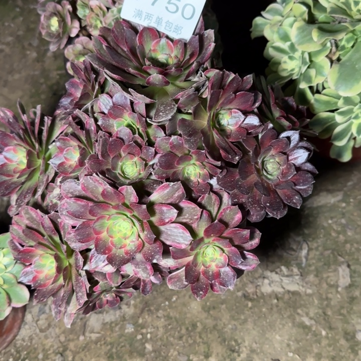 7750安娜多肉植物