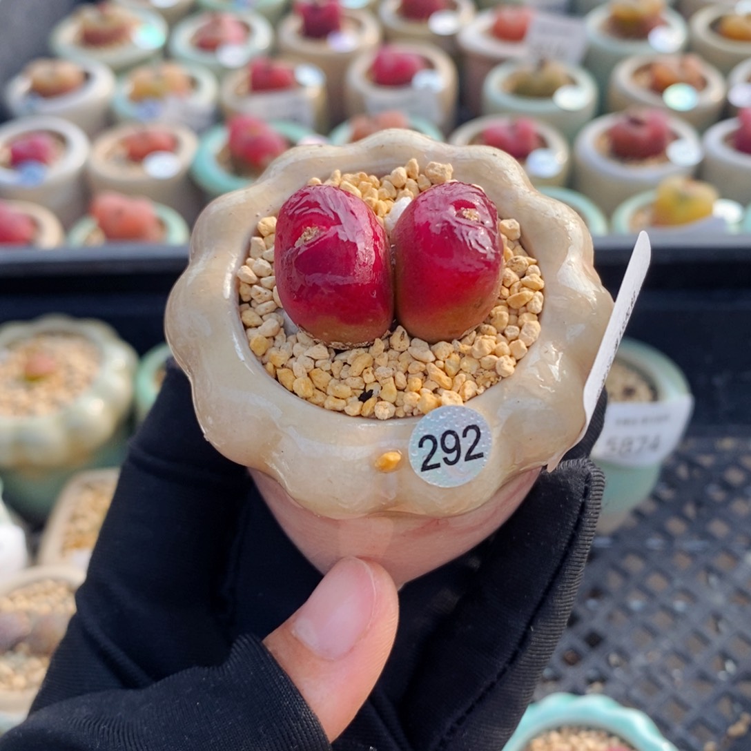 5881--一物一拍 带盆