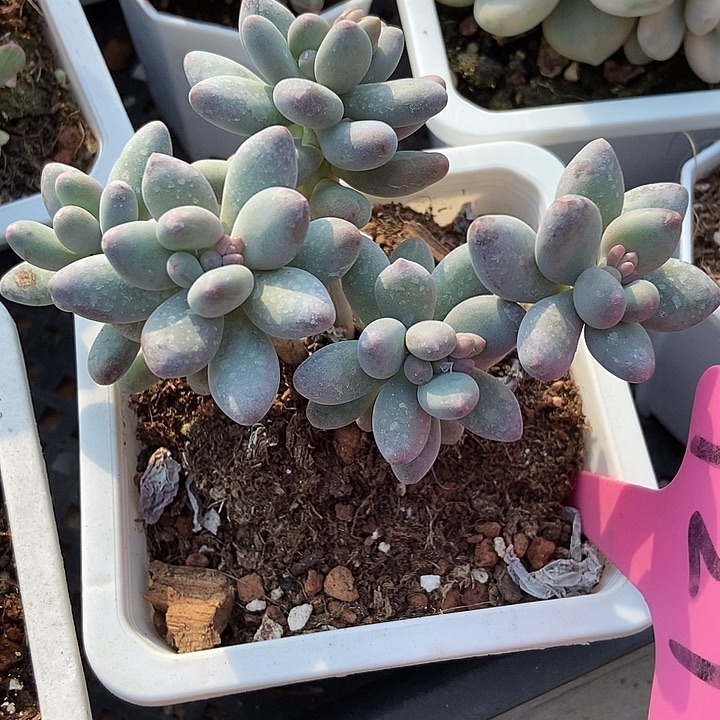 多肉植物苹果奶121多肉