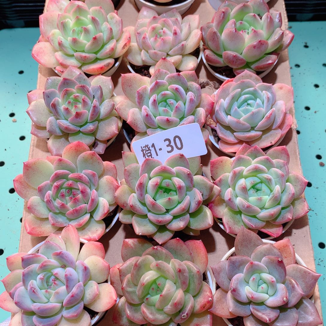 1-30一物一拍多肉带盆18颗