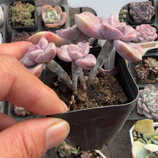 289紫乐多肉植物多
