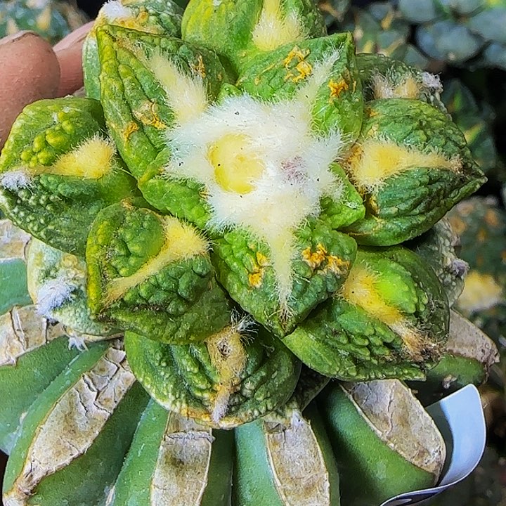 龟甲锦绣723仙人球