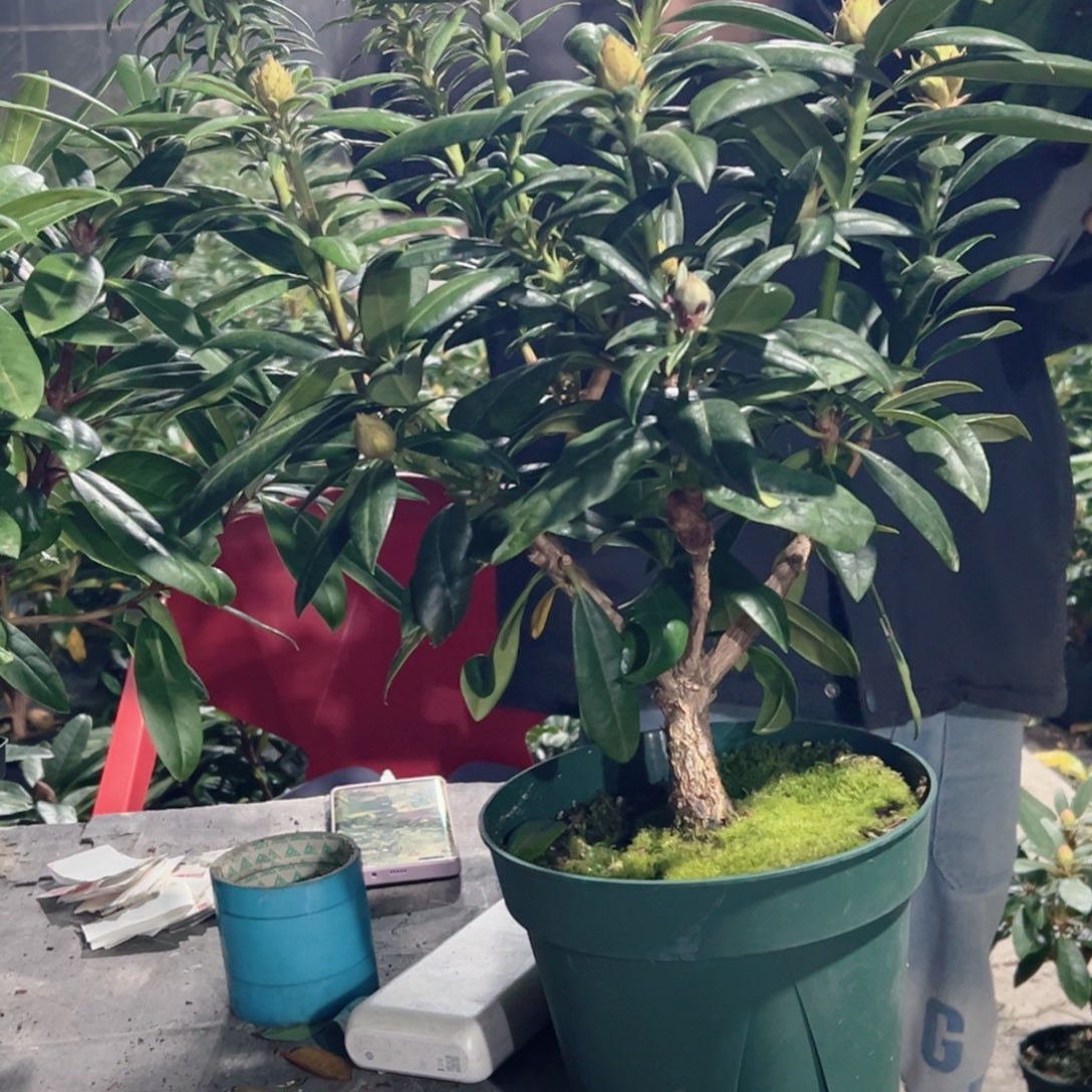 当前无花朵，栽培后可花朵红碟两家仑