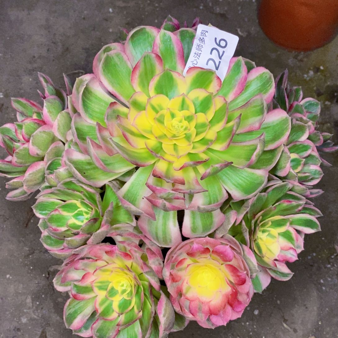 好**伴0226海王多肉植物