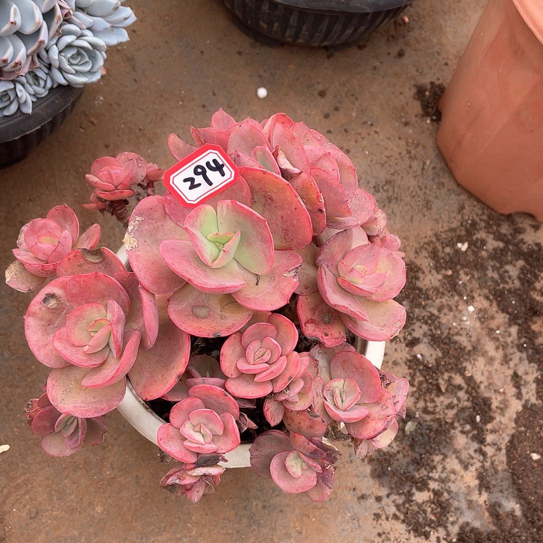 294秀妍 一物一拍多肉