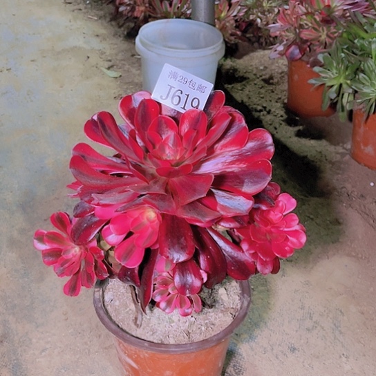 619美杜莎多肉植物