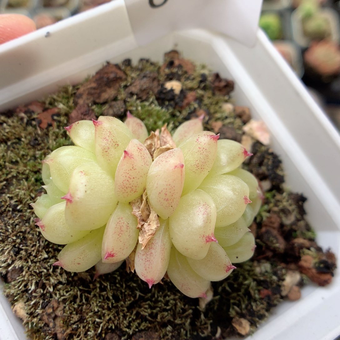 C47油肥透珍妮麦杆y y y y