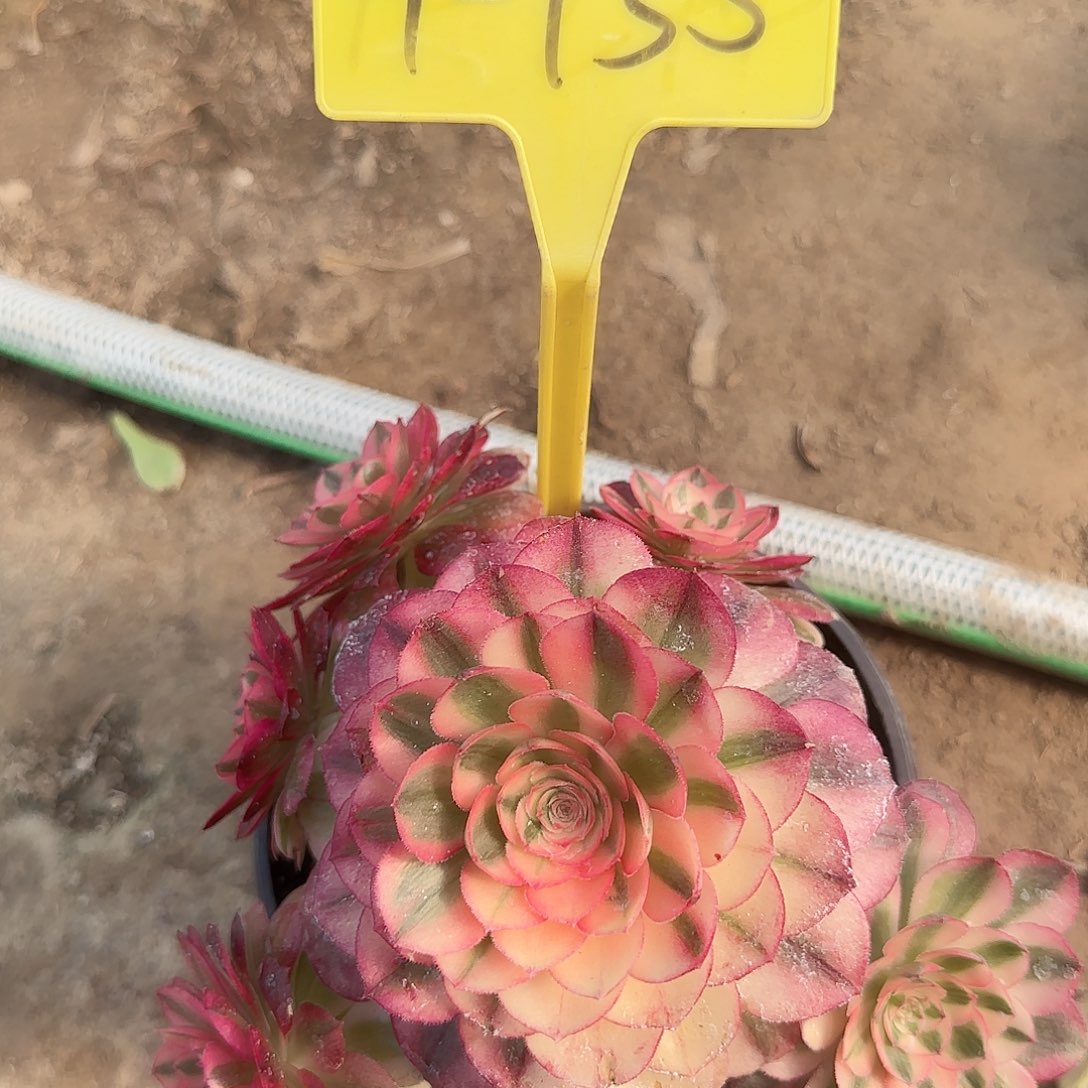 4-735---多头多肉植物