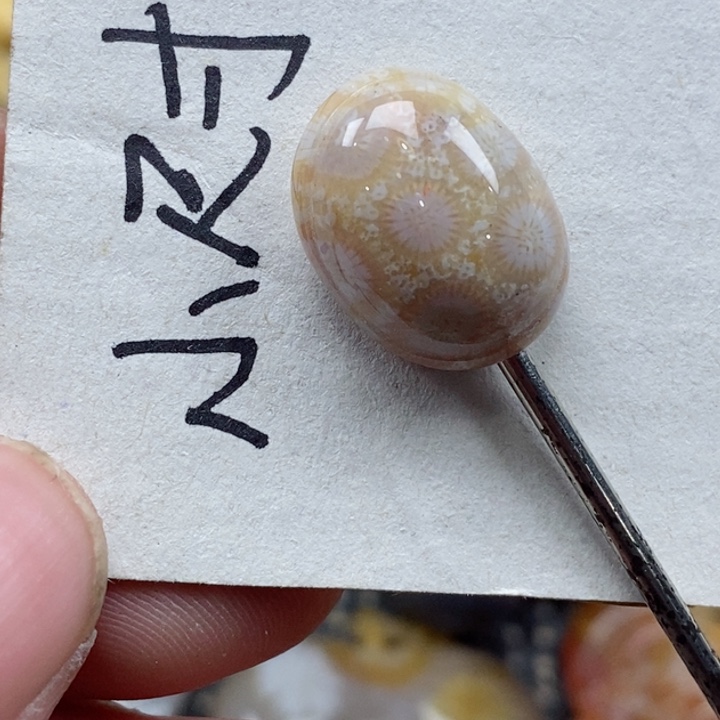 颈饰未镶嵌硅化珊瑚（珊瑚玉）