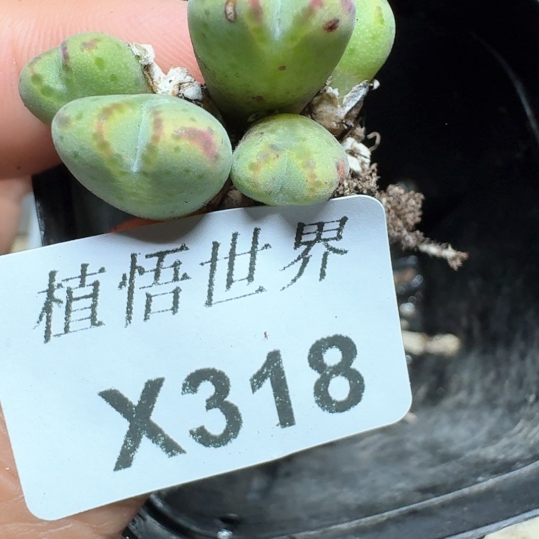 318盒多肉植物哇c g