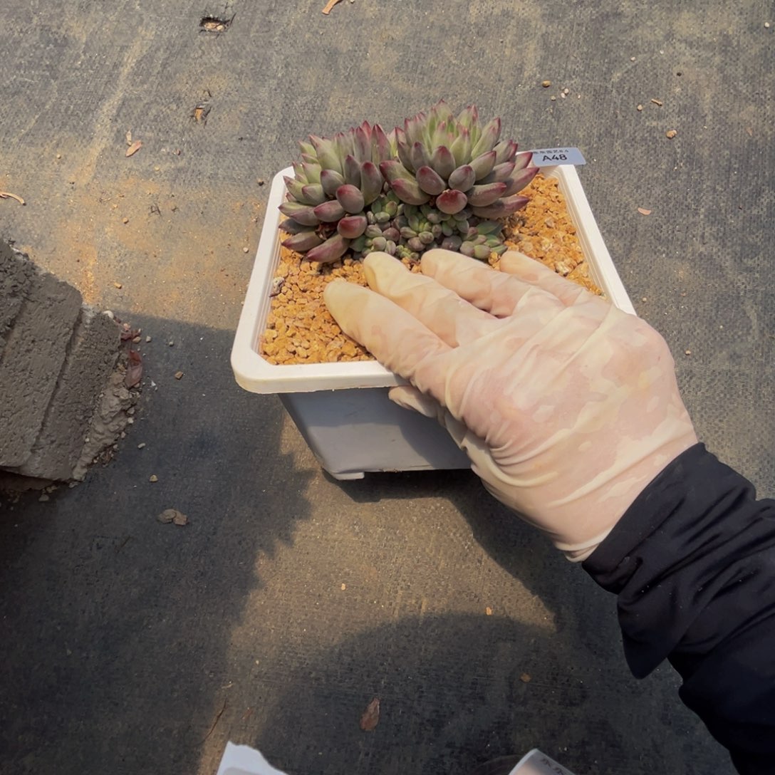 a48虞美人群生呀呀呀