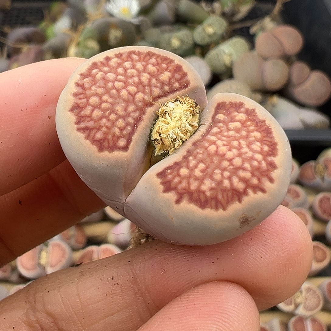 3149 美菊有伤长腿清货不售后