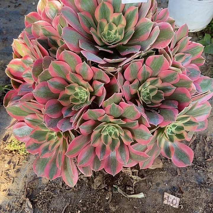 粉女妖多肉706多肉不包断