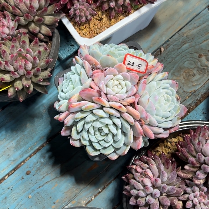 佩***佩精品多肉植物老桩