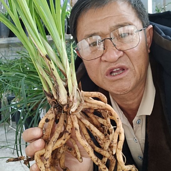 完全开放莲瓣兰石鼓大雪素