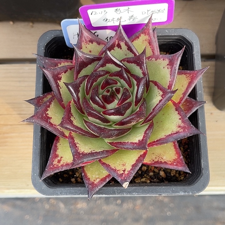 勋哥多肉乌木侧芽