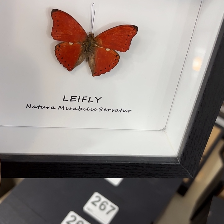 邓***峰蝴蝶标本定制277@