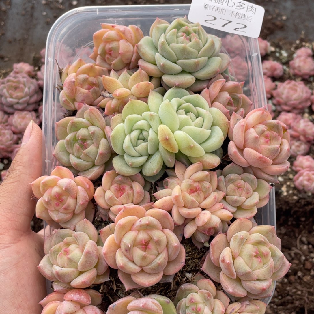 云糖心多肉植物272