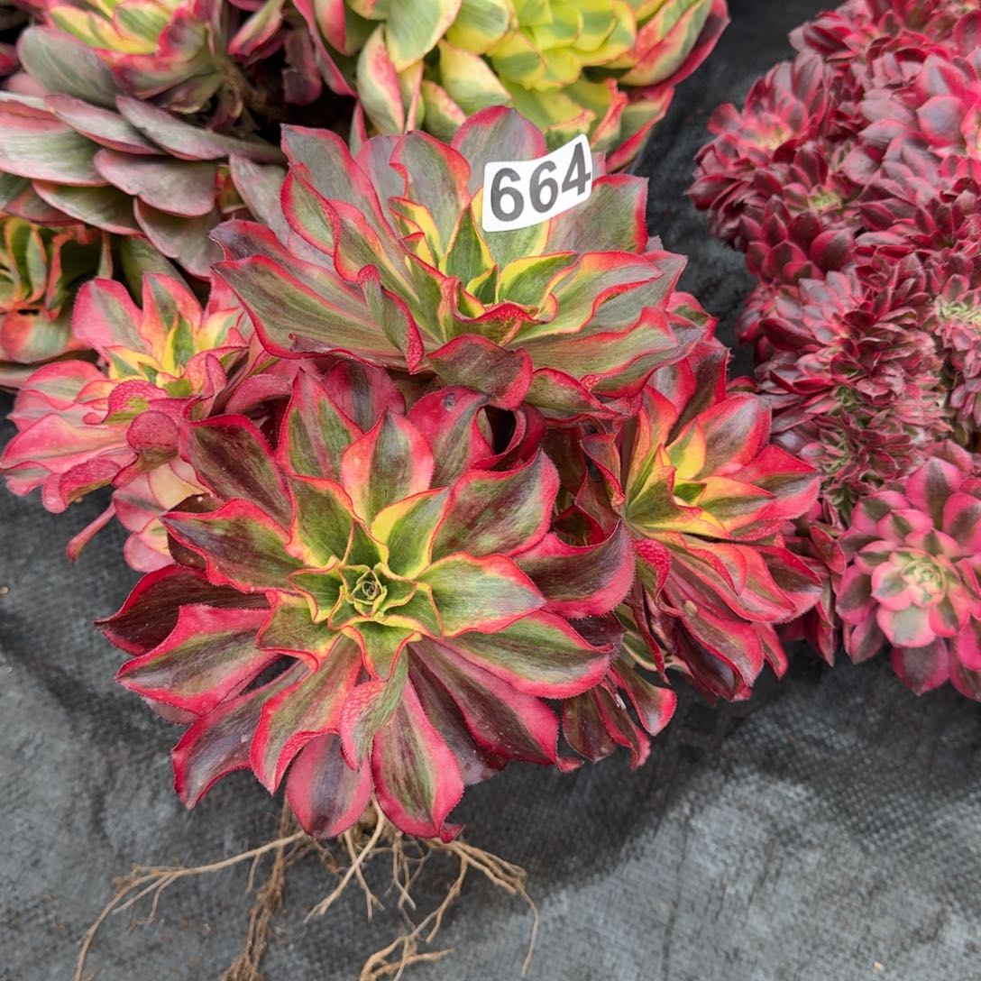 664多肉植物魅影根部有干伤特价