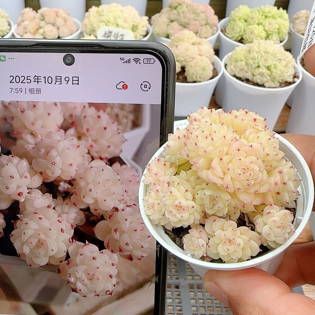 1225-66（fm-69）优选