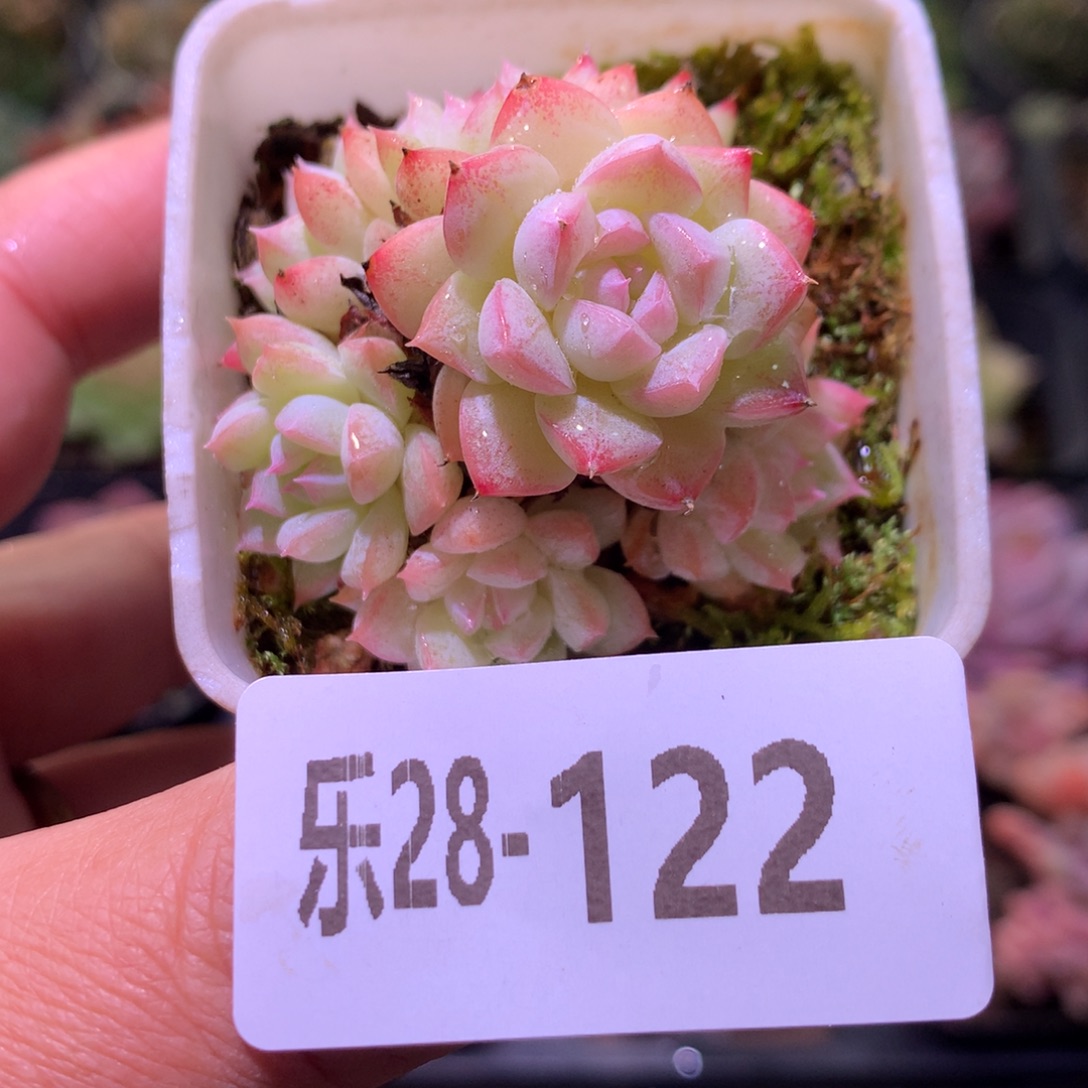 乐然28-122 新品群 