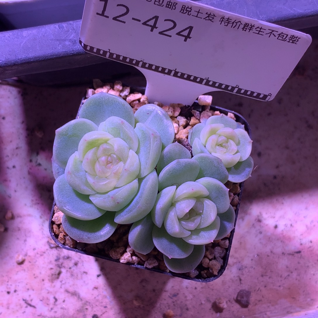 雪糕甜心优选精品58包邮