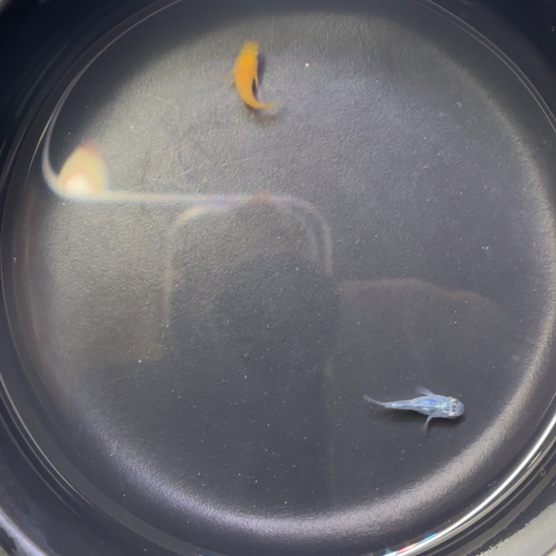 青鳉鱼观背青鳉鱼直播间6号