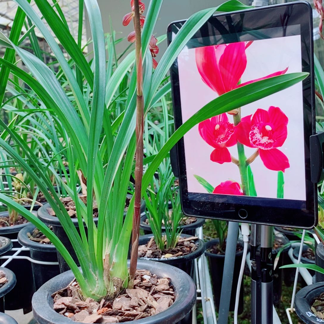 大部分花苞少量开放