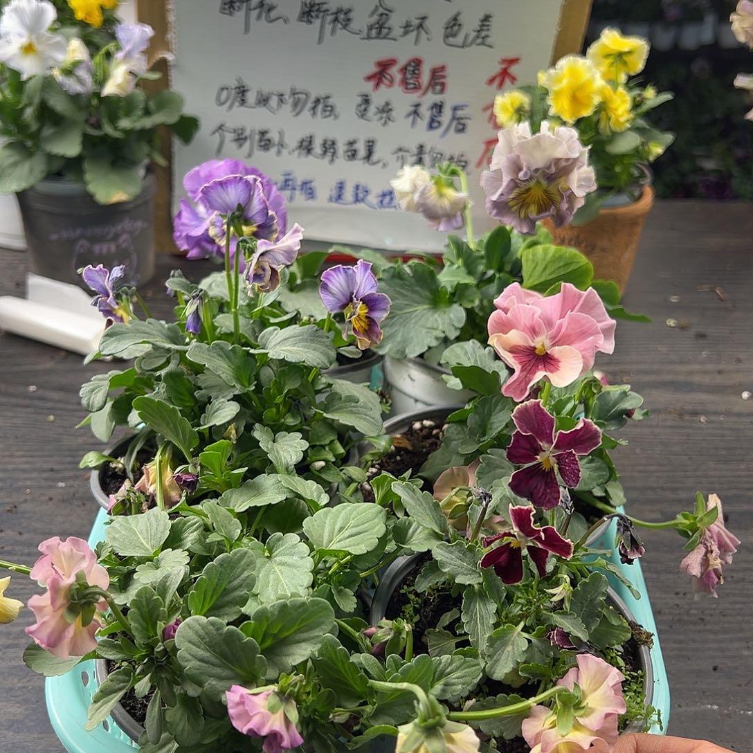 大部分花苞少量开放427号