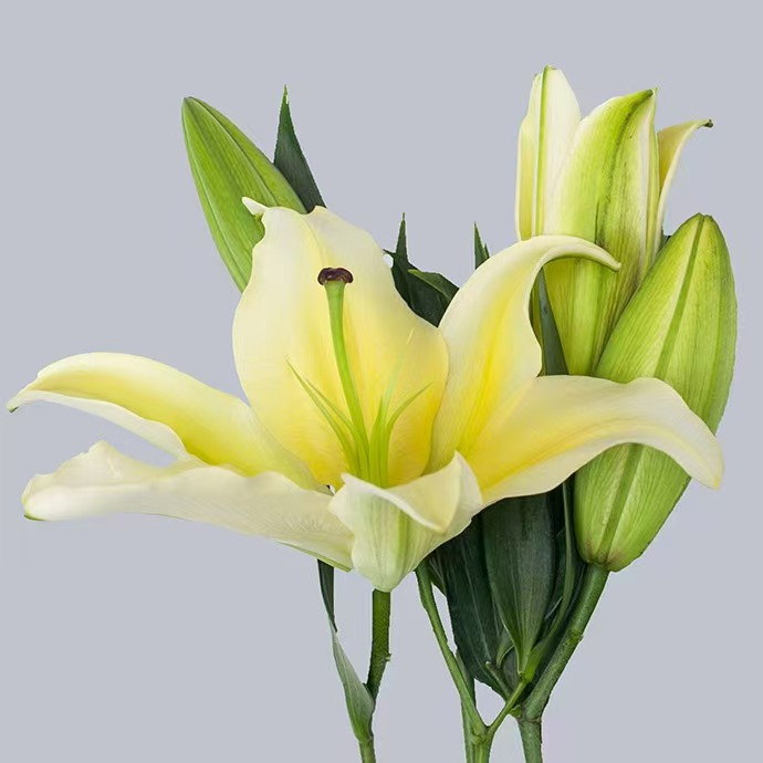 【AA级黄天霸】浓香型香水百合黄百合花卉鲜花顺丰包邮百合花