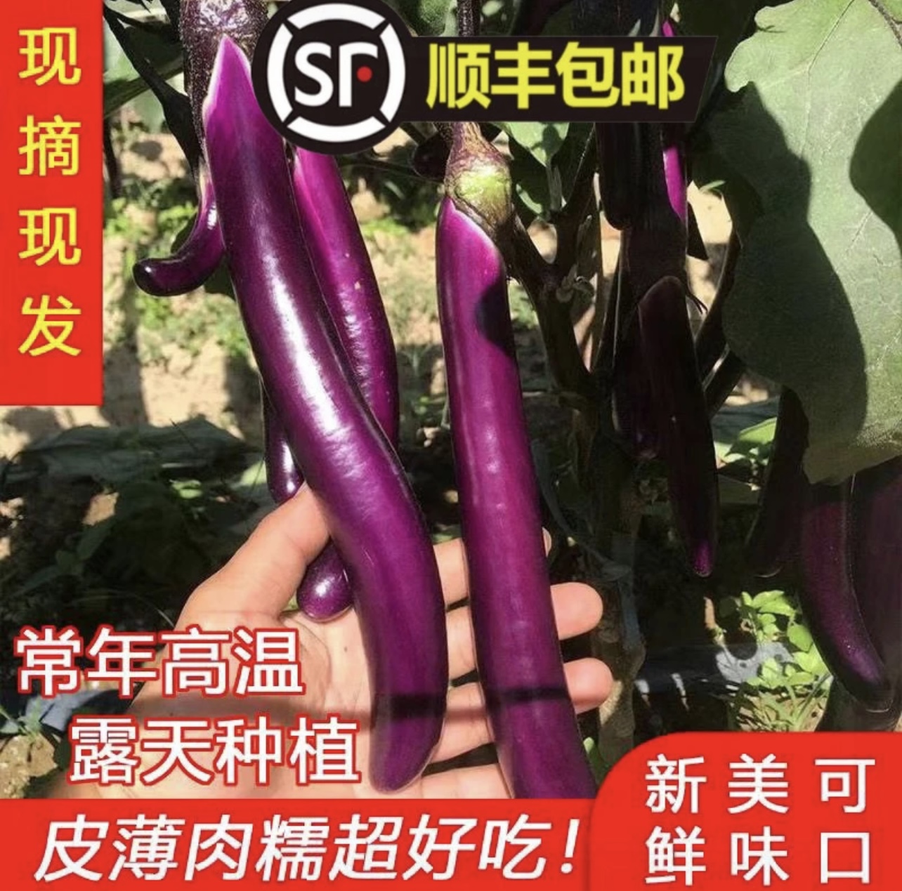 【农家茄子】新鲜线茄子皮薄肉嫩软糯鲜甜农家自种现摘现发蔬菜