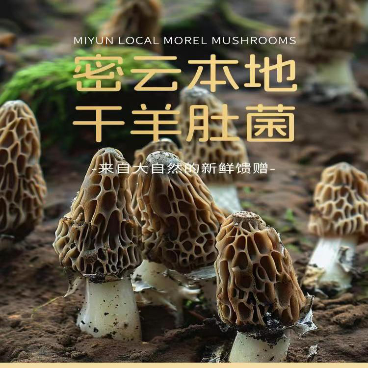 鲜羊肚菌现采现发1000g 一箱