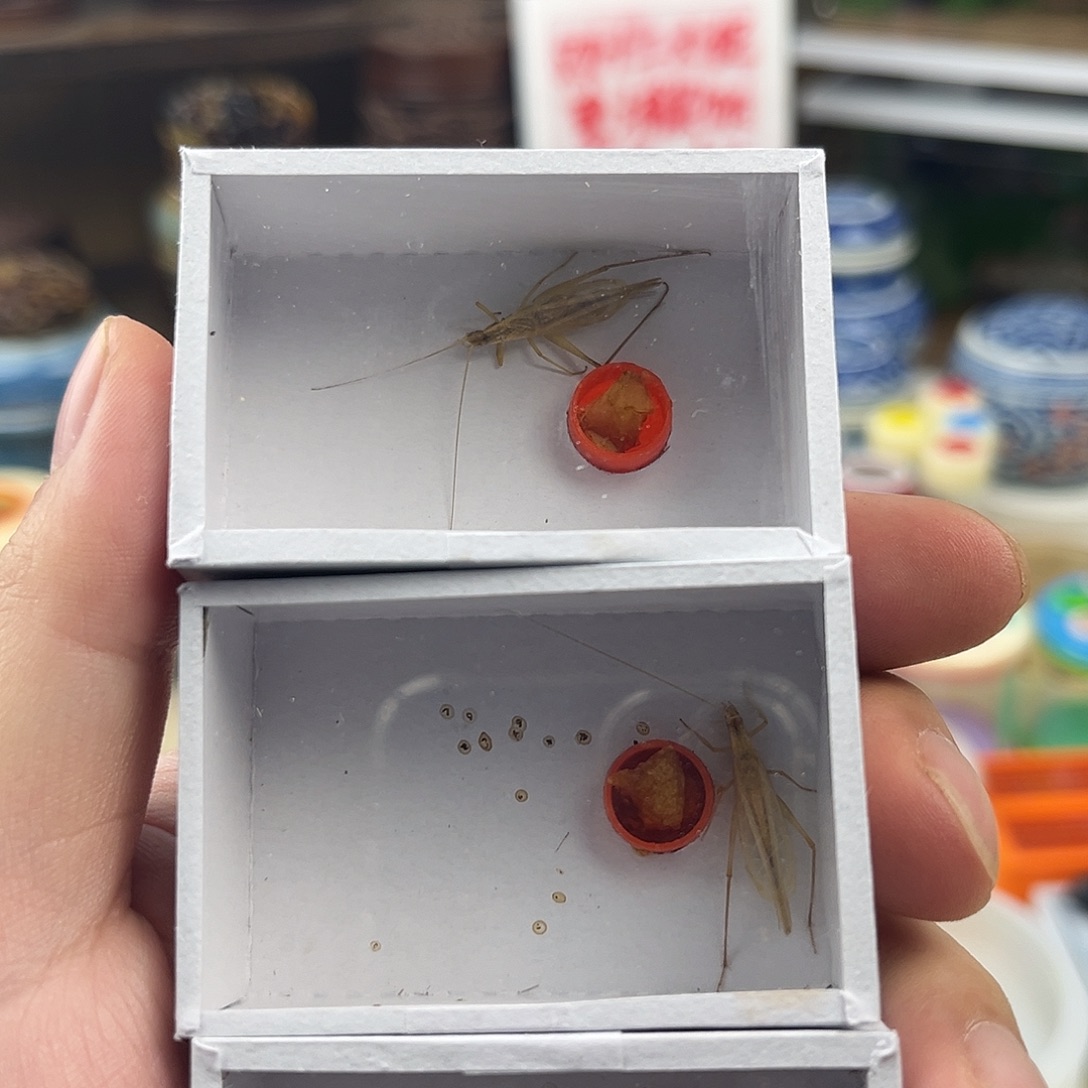 ⊹***⊹三条断须柬埔寨竹蛉