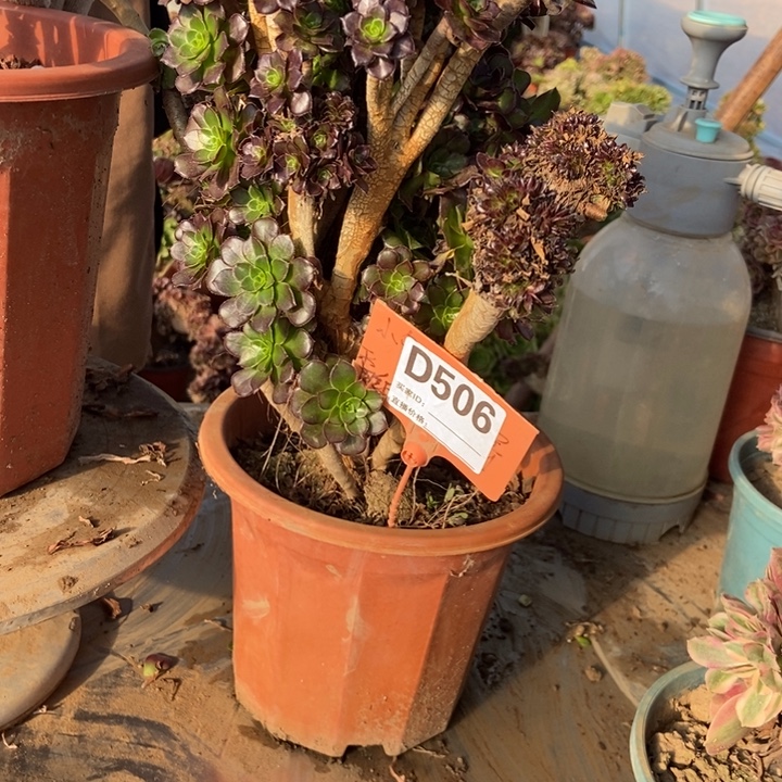 汐***夜D506黑豆黑豆黑豆