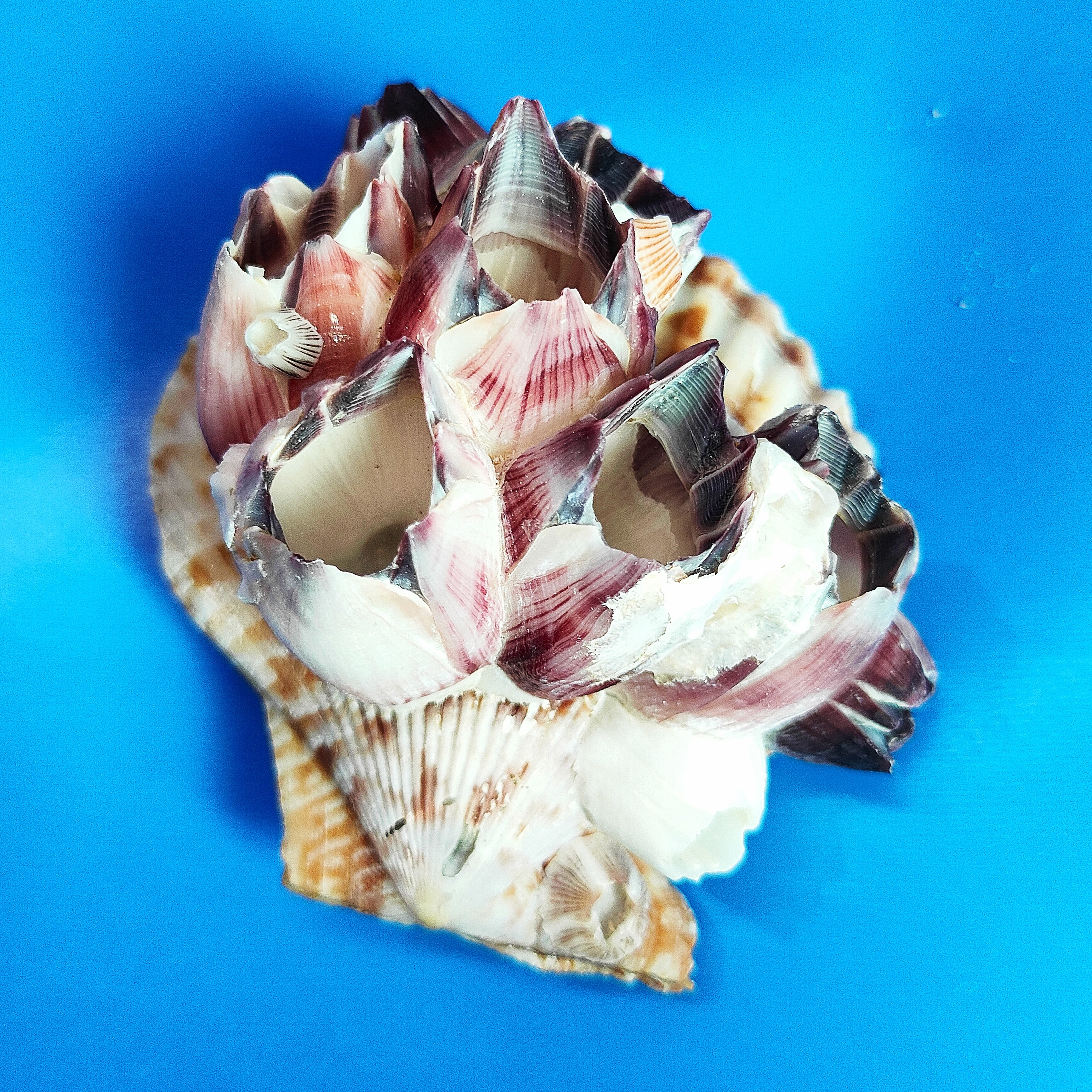 藤壶海扇天然海螺贝壳鱼缸水族造景家居装饰拍摄道具儿童科普