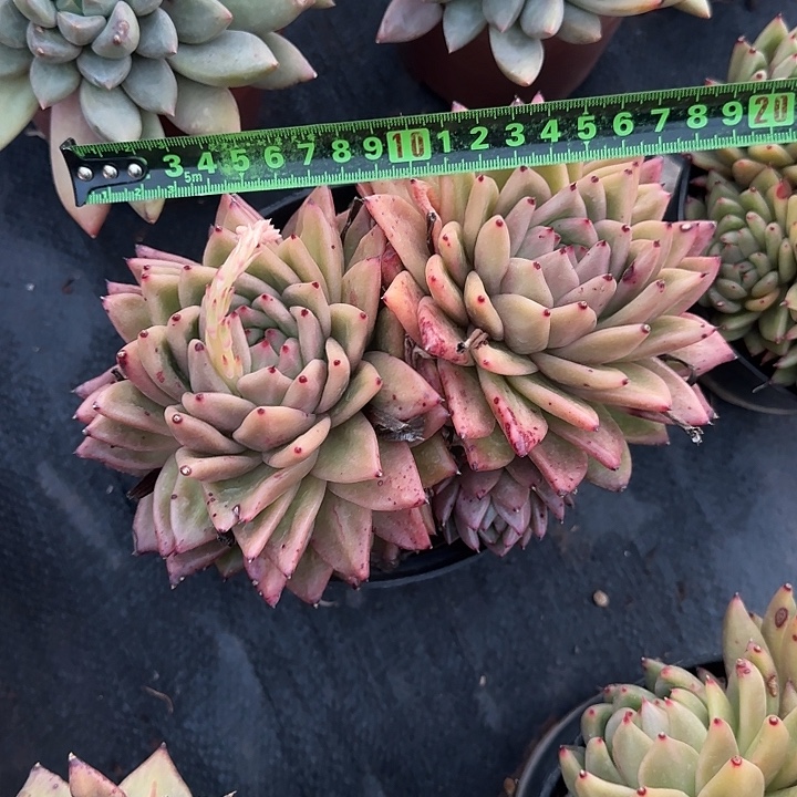 凸起150 多肉植物一物一拍