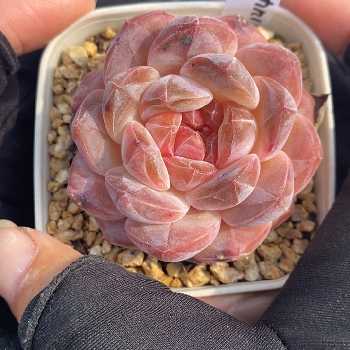 1214-552，粉魄多肉