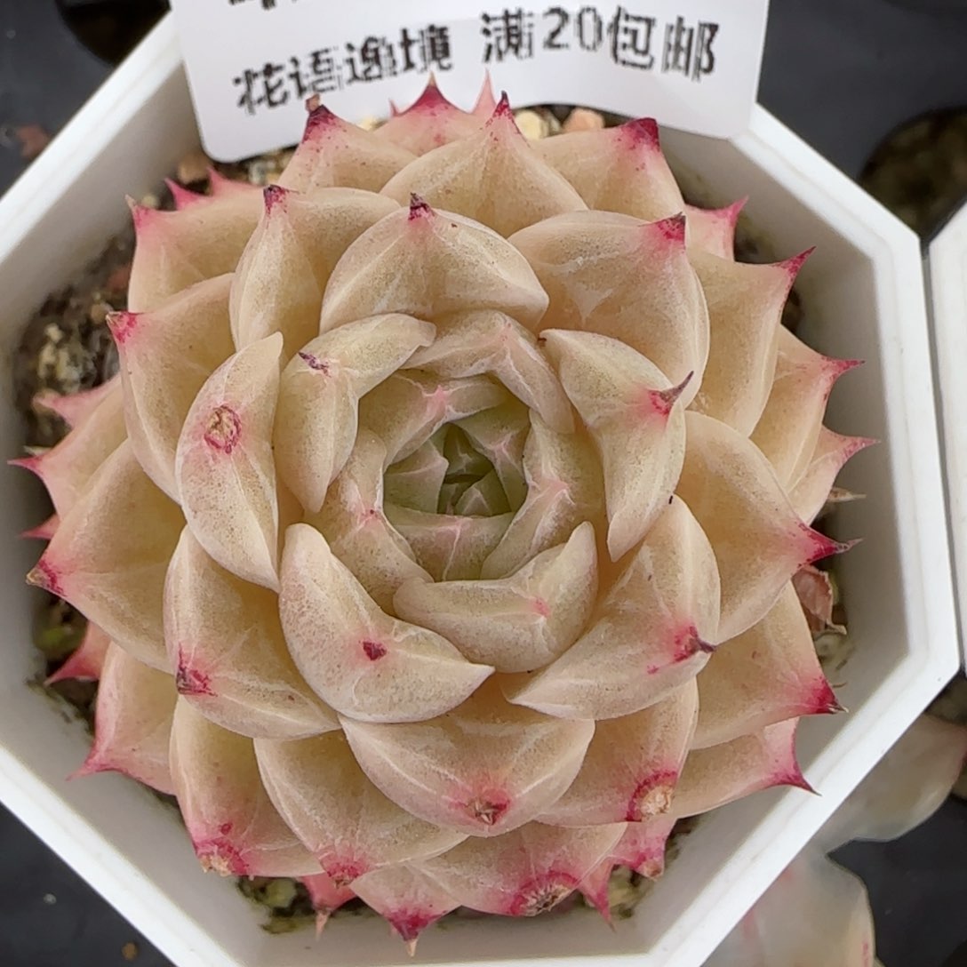 花语逸镜0203-425