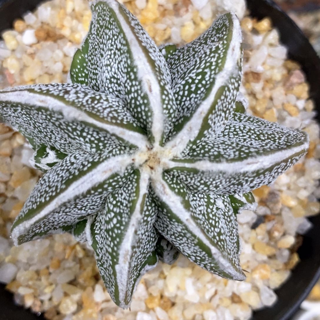 果*儿仙人球的世界里有一