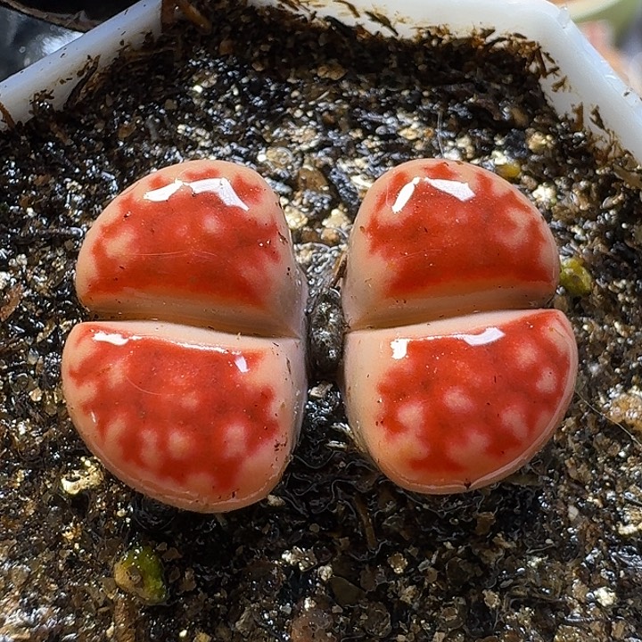 生石花111122。   267